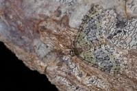 Acasis viretata