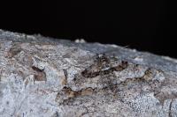 Cleora cinctaria