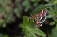 Pyrausta ostrinalis