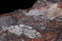 Gymnoscelis rufifasciata
