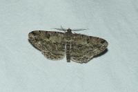 Peribatodes rhomboidaria rhomboidaria