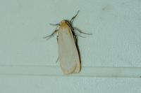 Katha depressa