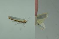 Manulea complana/pseudocomplana