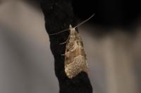 Nola squalida