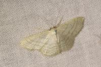 Idaea subsericeata