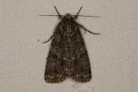 Acronicta rumicis