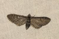 Eupithecia ultimaria