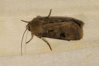 Agrotis exclamationis exclamationis