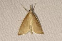Sclerocona acutella