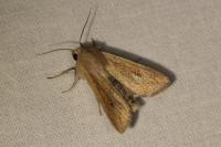 Mythimna unipuncta