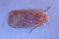 Conistra rubiginea