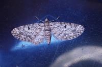 Eupithecia tantillaria