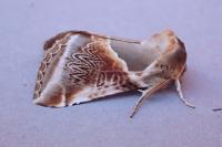 Habrosyne pyritoides