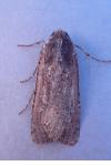 Peridroma saucia