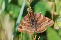 Euclidia glyphica