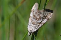 Aplocera efformata/plagiata
