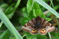 Euclidia glyphica