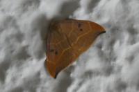 Watsonalla binaria