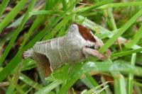 Clostera curtula