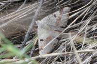 Itame vincularia