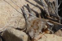 Eublemma ostrina