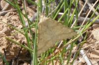 Aspitates ochrearia
