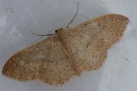 Idaea eugeniata