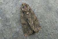 Acronicta rumicis