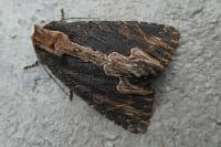 Dypterygia scabriuscula