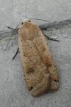 Noctua pronuba