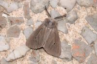 Diaphora mendica