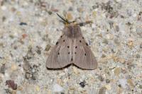 Diaphora mendica