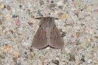 Diaphora mendica