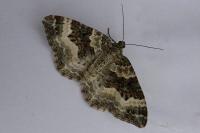 Epirrhoe alternata