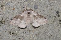 Calliteara pudibunda