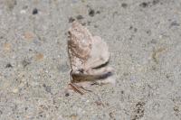 Calliteara pudibunda