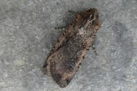Peridroma saucia