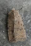 Caradrina clavipalpis