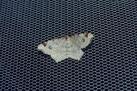 Macaria notata