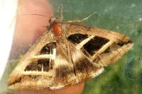 Grammodes bifasciata