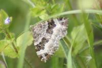 Epirrhoe alternata