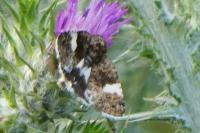 Tyta luctuosa