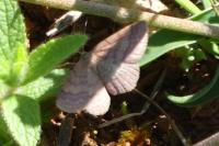 Scopula rubiginata