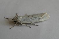 Coscinia cribraria cribraria
