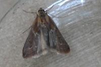 Uncinus obductellus