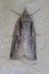 Nycteola revayana