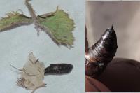 Macdunnoughia confusa