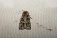 Acronicta rumicis