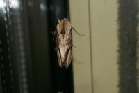 Egira conspicillaris