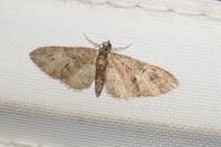 Eupithecia abbreviata